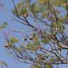 Fotografia 3 da espécie Jacaranda mimosifolia do Jardim Botânico UTAD