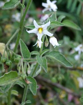 Fotografia 17 da espécie Solanum chenopodioides no Jardim Botânico UTAD