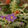 Fotografia 4 da espécie Solanum pyracanthos do Jardim Botânico UTAD