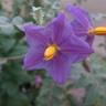 Fotografia 5 da espécie Solanum pyracanthos do Jardim Botânico UTAD