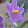 Fotografia 6 da espécie Solanum pyracanthos do Jardim Botânico UTAD