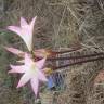 Fotografia 18 da espécie Amaryllis belladonna do Jardim Botânico UTAD