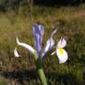 Fotografia 35 da espécie Iris xiphium do Jardim Botânico UTAD