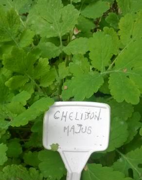 Fotografia 18 da espécie Chelidonium majus no Jardim Botânico UTAD