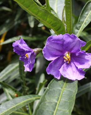 Fotografia 1 da espécie Solanum laciniatum no Jardim Botânico UTAD