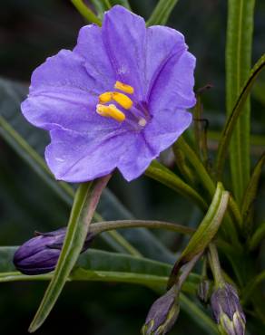 Fotografia 2 da espécie Solanum laciniatum no Jardim Botânico UTAD