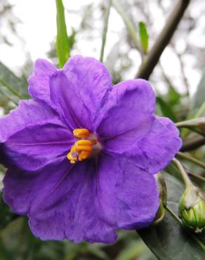 Fotografia 4 da espécie Solanum laciniatum no Jardim Botânico UTAD