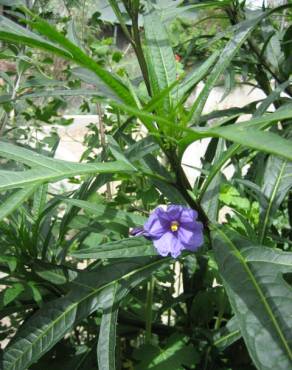 Fotografia 8 da espécie Solanum laciniatum no Jardim Botânico UTAD