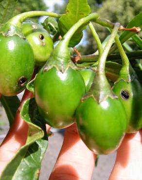 Fotografia 13 da espécie Solanum laciniatum no Jardim Botânico UTAD