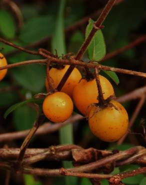 Fotografia 12 da espécie Solanum carolinense no Jardim Botânico UTAD