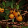 Fotografia 12 da espécie Solanum carolinense do Jardim Botânico UTAD