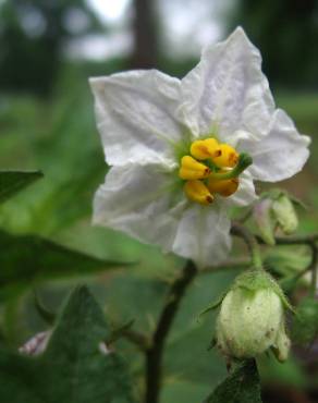 Fotografia 15 da espécie Solanum carolinense no Jardim Botânico UTAD