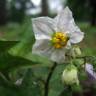 Fotografia 15 da espécie Solanum carolinense do Jardim Botânico UTAD