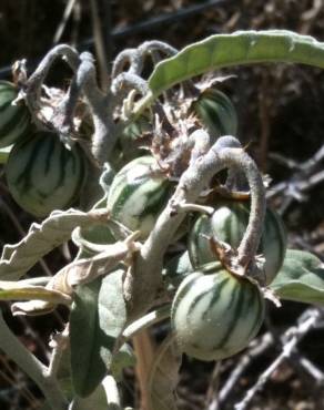 Fotografia 4 da espécie Solanum elaeagnifolium no Jardim Botânico UTAD