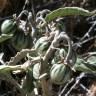 Fotografia 4 da espécie Solanum elaeagnifolium do Jardim Botânico UTAD