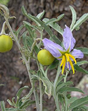 Fotografia 7 da espécie Solanum elaeagnifolium no Jardim Botânico UTAD