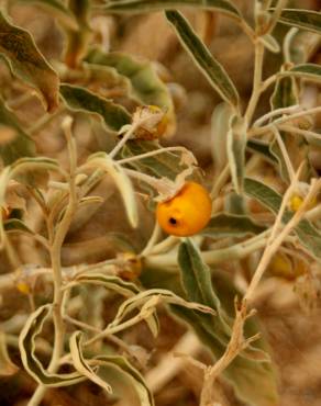 Fotografia 8 da espécie Solanum elaeagnifolium no Jardim Botânico UTAD