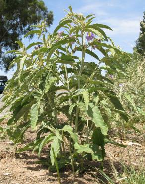 Fotografia 13 da espécie Solanum elaeagnifolium no Jardim Botânico UTAD
