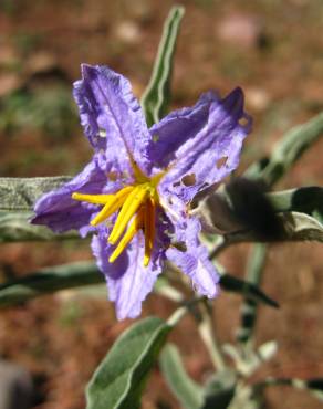 Fotografia 14 da espécie Solanum elaeagnifolium no Jardim Botânico UTAD