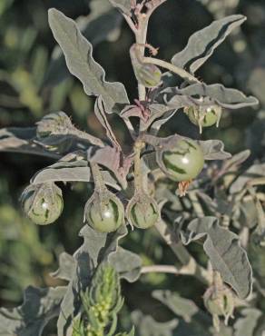 Fotografia 15 da espécie Solanum elaeagnifolium no Jardim Botânico UTAD