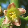 Fotografia 4 da espécie Manihot esculenta do Jardim Botânico UTAD