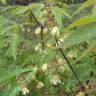 Fotografia 10 da espécie Manihot esculenta do Jardim Botânico UTAD