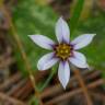 Fotografia 5 da espécie Sisyrinchium rosulatum do Jardim Botânico UTAD
