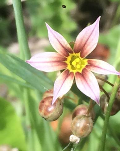 Fotografia de capa Sisyrinchium rosulatum - do Jardim Botânico
