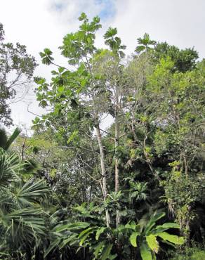 Fotografia 12 da espécie Artocarpus altilis no Jardim Botânico UTAD