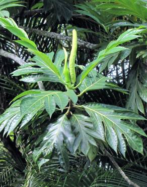 Fotografia 14 da espécie Artocarpus altilis no Jardim Botânico UTAD