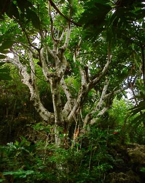 Fotografia 15 da espécie Artocarpus altilis no Jardim Botânico UTAD