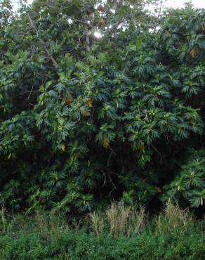 Fotografia 16 da espécie Artocarpus altilis no Jardim Botânico UTAD