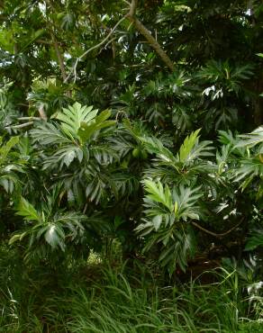 Fotografia 17 da espécie Artocarpus altilis no Jardim Botânico UTAD