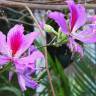 Fotografia 3 da espécie Bauhinia variegata do Jardim Botânico UTAD