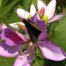 Fotografia 10 da espécie Bauhinia variegata do Jardim Botânico UTAD