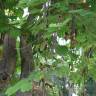Fotografia 13 da espécie Bauhinia variegata do Jardim Botânico UTAD