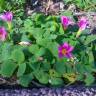 Fotografia 15 da espécie Oxalis purpurea do Jardim Botânico UTAD
