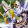 Fotografia 4 da espécie Passiflora edulis do Jardim Botânico UTAD