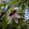 Fotografia 5 da espécie Passiflora edulis do Jardim Botânico UTAD