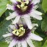 Fotografia 8 da espécie Passiflora edulis do Jardim Botânico UTAD