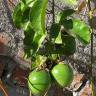 Fotografia 11 da espécie Passiflora edulis do Jardim Botânico UTAD