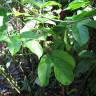 Fotografia 15 da espécie Passiflora edulis do Jardim Botânico UTAD