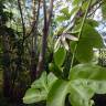 Fotografia 16 da espécie Passiflora edulis do Jardim Botânico UTAD