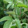 Fotografia 17 da espécie Passiflora edulis do Jardim Botânico UTAD