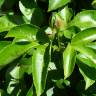 Fotografia 19 da espécie Passiflora edulis do Jardim Botânico UTAD