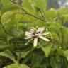Fotografia 21 da espécie Passiflora edulis do Jardim Botânico UTAD