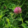 Fotografia 7 da espécie Trifolium pratense subesp. pratense var. pratense do Jardim Botânico UTAD