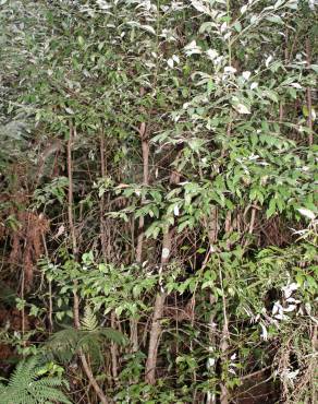 Fotografia 8 da espécie Atherosperma moschatum no Jardim Botânico UTAD
