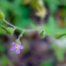 Fotografia 20 da espécie Geranium robertianum subesp. purpureum do Jardim Botânico UTAD