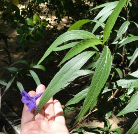 Fotografia da espécie Solanum laciniatum
